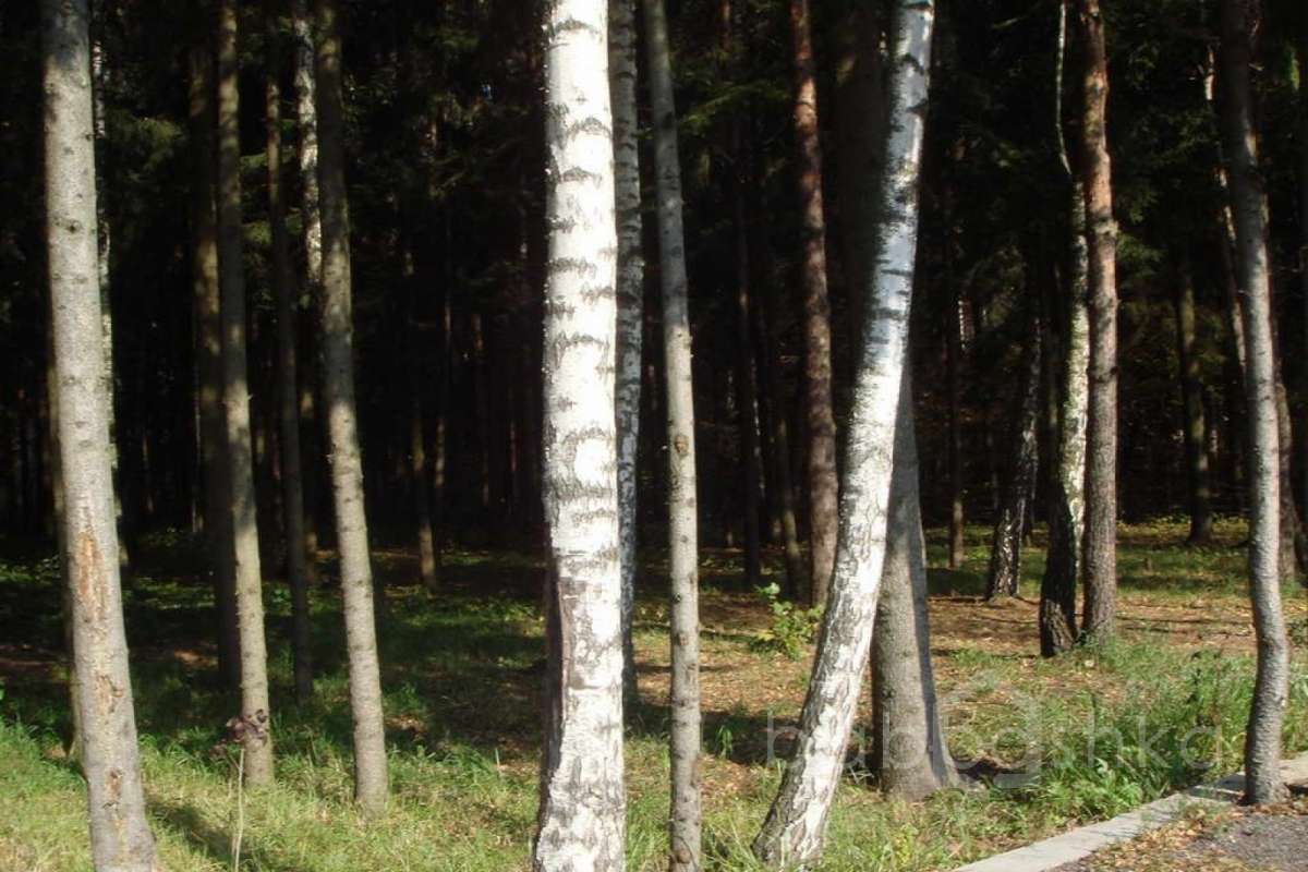 %D0%92%D0%B5%D1%80%D1%85%D0%BE%D0%B2%D1%8C%D0%B5%20(%D0%95%D0%BB%D0%B5%D0%BD%D0%B0)_02 дома 