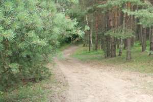 DSC_0517 лес Съёмки Москва