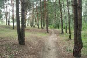 DSC_0507 лес Съёмки Москва