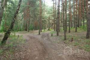 DSC_0500 лес Съёмки Москва