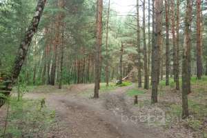 DSC_0498 лес Съёмки Москва