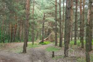 DSC_0499 лес Съёмки Москва