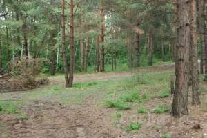 DSC_0521 лес Съёмки Москва