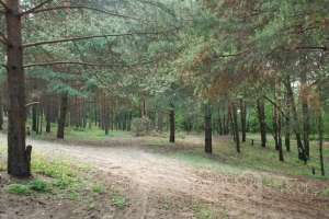 DSC_0523 лес Съёмки Москва