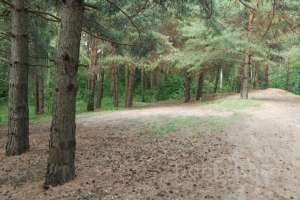 DSC_0522 лес Съёмки Москва