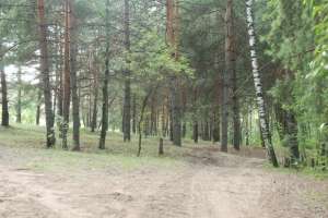 DSC_0502 лес Съёмки Москва