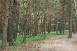 DSC_0520 лес Съёмки Москва