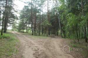 DSC_0501 лес Съёмки Москва