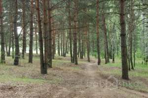 DSC_0506 лес Съёмки Москва