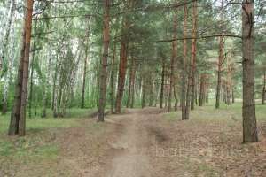 DSC_0509 лес Съёмки Москва