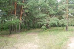 DSC_0515 лес Съёмки Москва