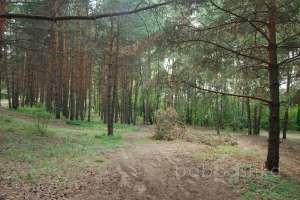 DSC_0494 лес Съёмки Москва