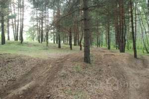 DSC_0504 лес Съёмки Москва