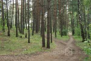 DSC_0497 лес Съёмки Москва