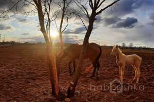 DD8525B7-8858-40AA-BD02-075D8F6E47AB. конюшни Съёмки Москва