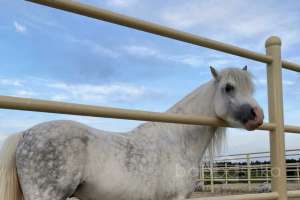 82E93644-CEC5-47AF-BC25-F2F554EC9B51. конюшни Съёмки Москва