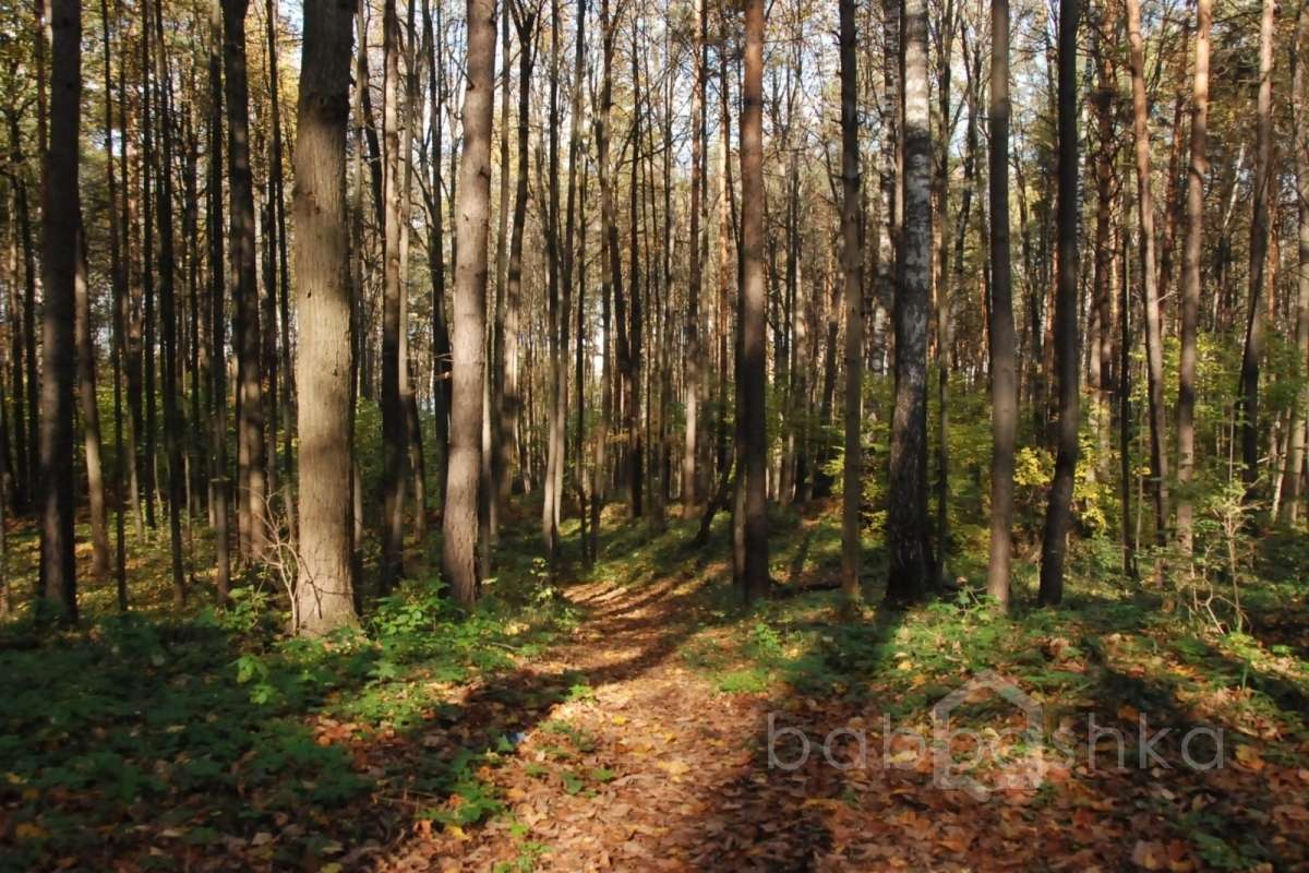 DSC_1560 лес 