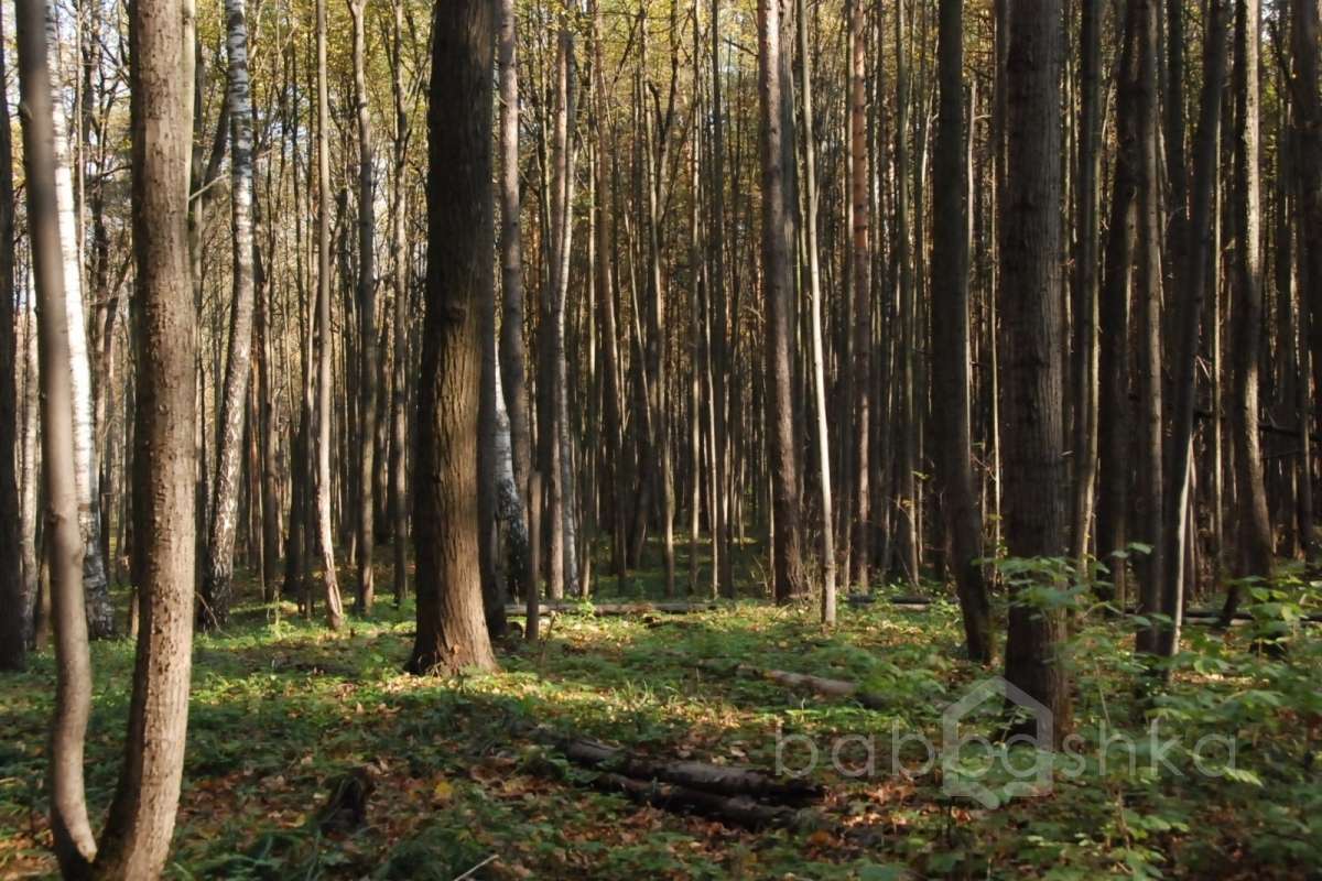 DSC_1559 лес 