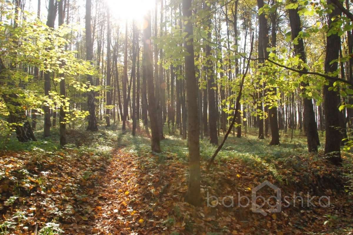 DSC_1552 лес 