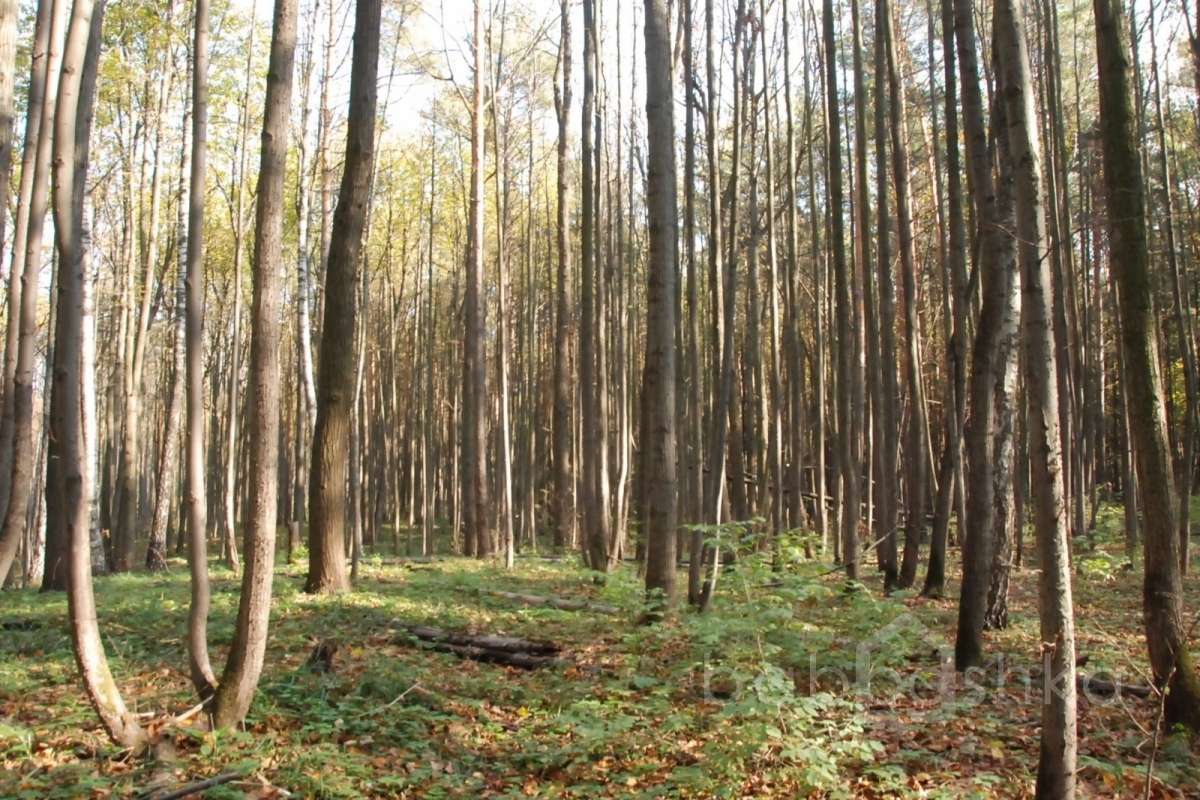 DSC_1556 лес 