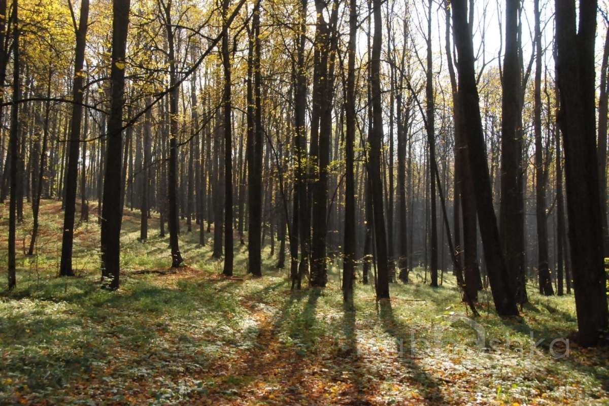 DSC_1568 лес 