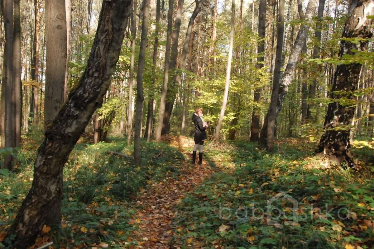 DSC_1561 лес 