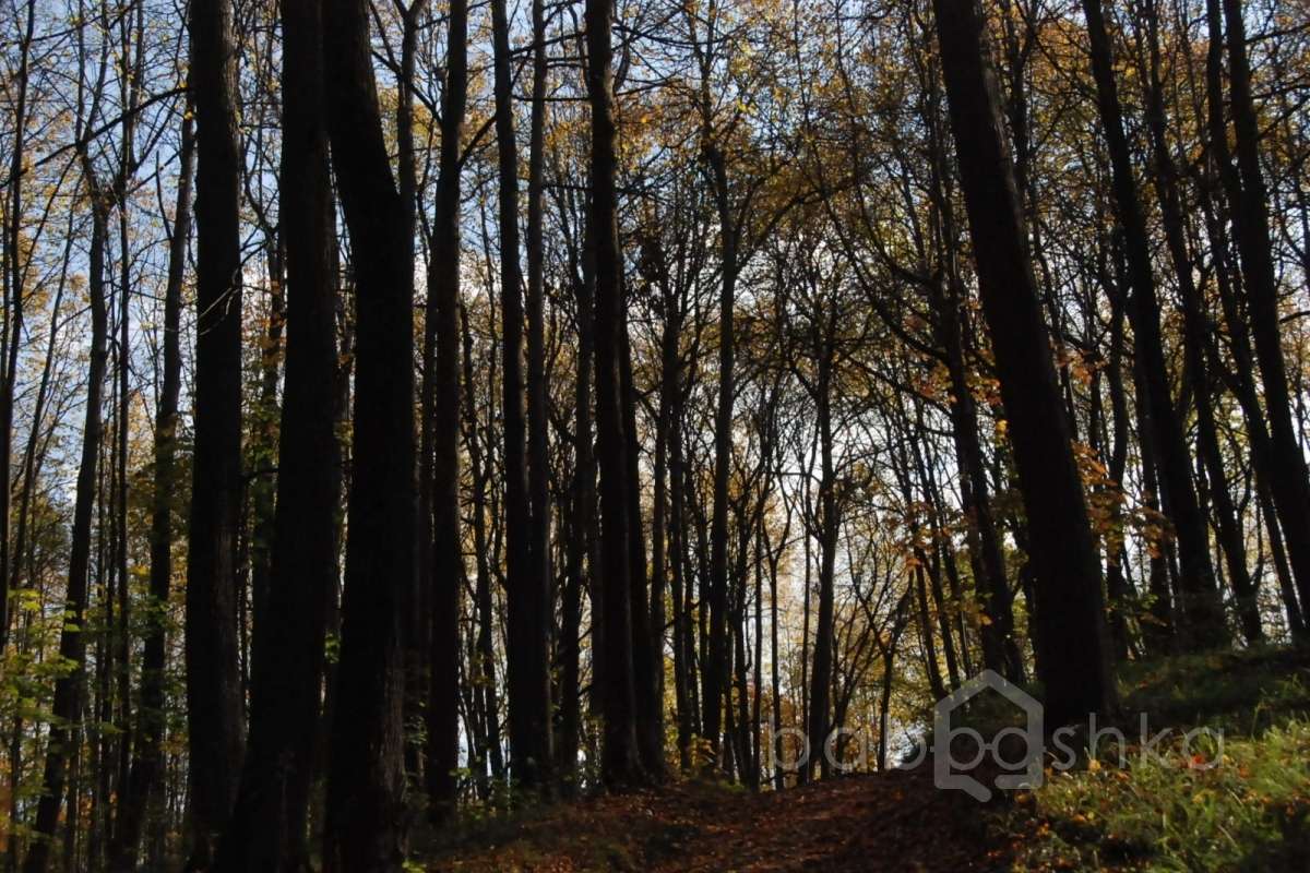 DSC_1569 лес 