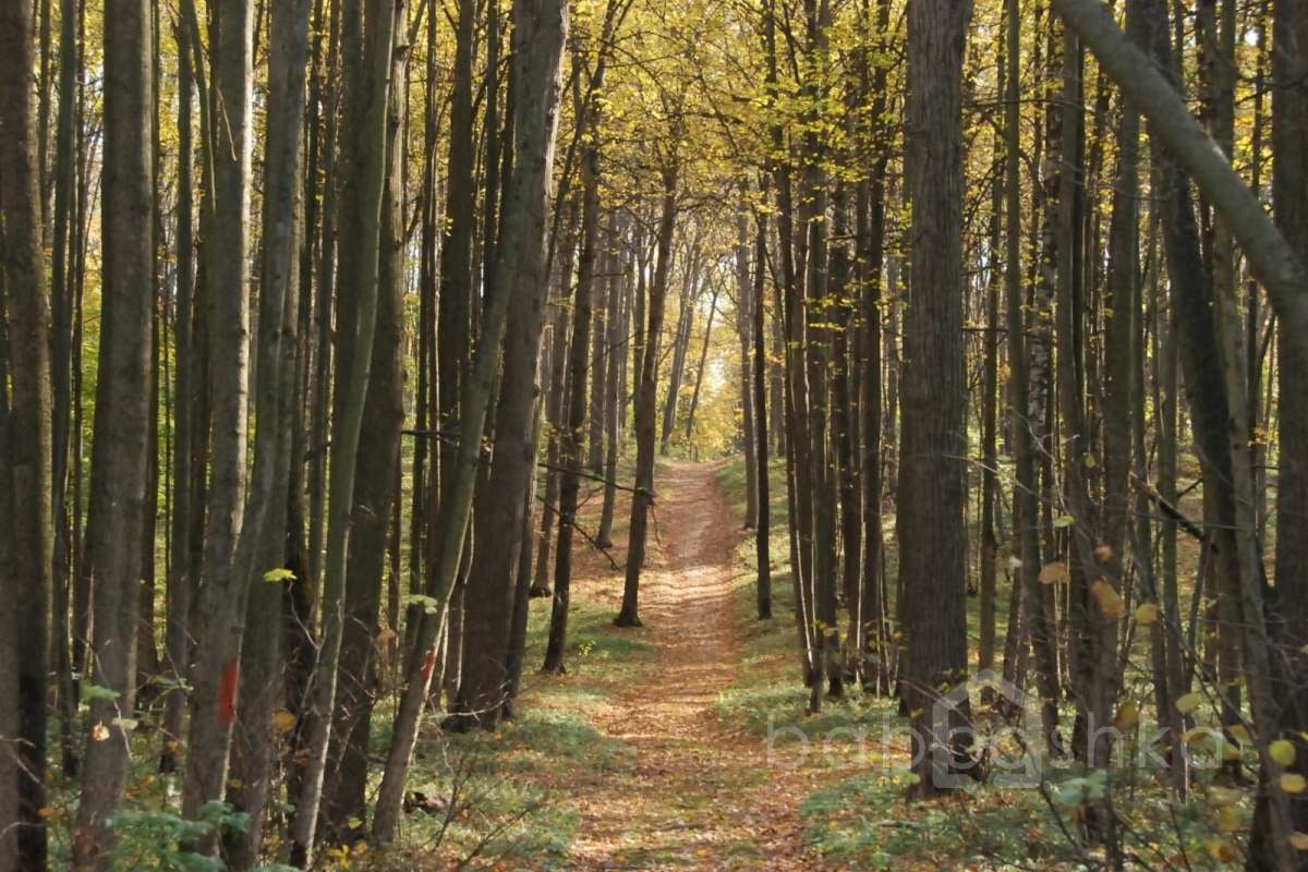 DSC_1562 лес 