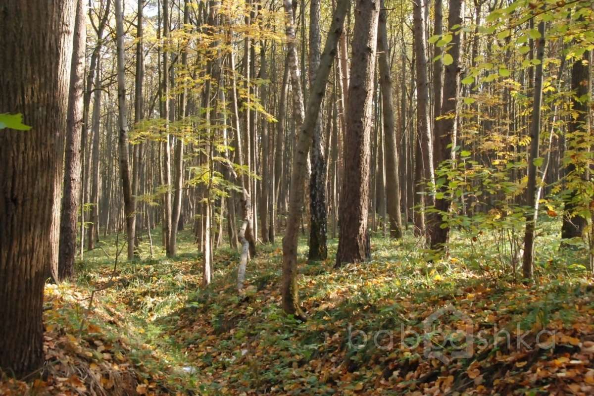 DSC_1554 лес 