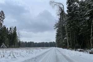 03311A4F-6841-40C9-A847-59CB3DE96890. лес Съёмки Москва