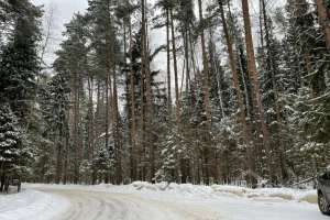 61D6AE9E-FE8E-4CB5-A20E-6B61D480AC4D. лес Съёмки Москва