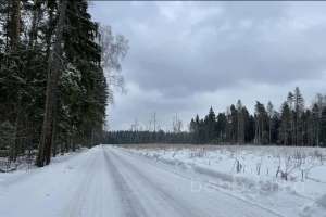 E29E3745-C9D2-4003-8479-58CBBCC643C2. лес Съёмки Москва