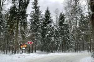 D0EBE58E-9CC4-4E4C-8526-722D92E40F56. лес Съёмки Москва