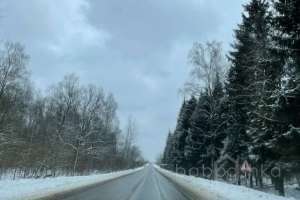 E2E7220C-0399-4B4D-A7FB-BA12689BE256. лес Съёмки Москва