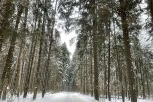 D33AD14D-BA50-410A-AD68-65E1FAD60943. лес Съёмки Москва