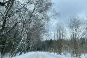 D8196325-8AFC-4EA5-86D4-071269A07EBF. лес Съёмки Москва