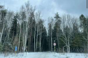 EC7CDE0A-F305-4EC1-91AA-8ABD16044426. лес Съёмки Москва