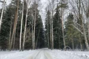 71EC60EC-8E68-4B3A-9FE4-26792A0C588F. лес Съёмки Москва