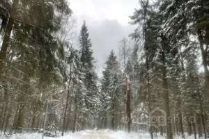 8E125894-FD00-4E40-A6B1-BBB9D6849112. лес Съёмки Москва