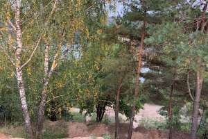 2021-09-12_17-50-18 лес Съёмки Москва