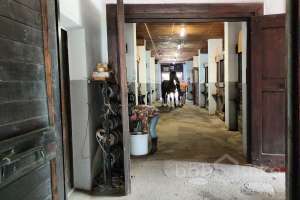 1000021037 конюшни Съёмки Москва