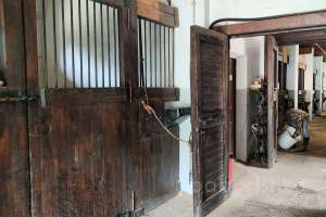 1000021036 конюшни Съёмки Москва