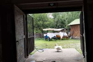 1000021033 конюшни Съёмки Москва