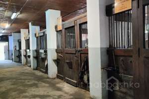 1000021049 конюшни Съёмки Москва