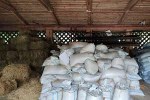 1000021061 конюшни Съёмки Москва