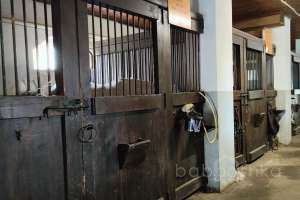 1000021048 конюшни Съёмки Москва