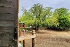 1000021041 конюшни Съёмки Москва