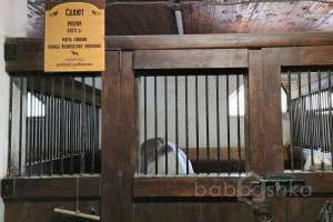 1000021050 конюшни Съёмки Москва