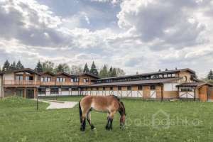 1000018920 конюшни Съёмки Москва