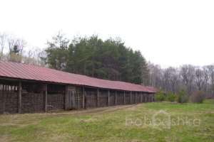 1000018916 конюшни Съёмки Москва